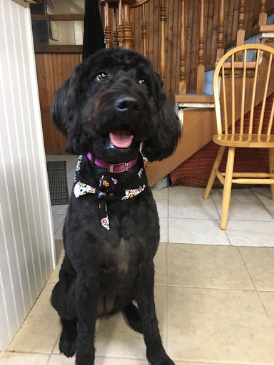 Breedlove Grooming Salon & Spa - Thumbnail