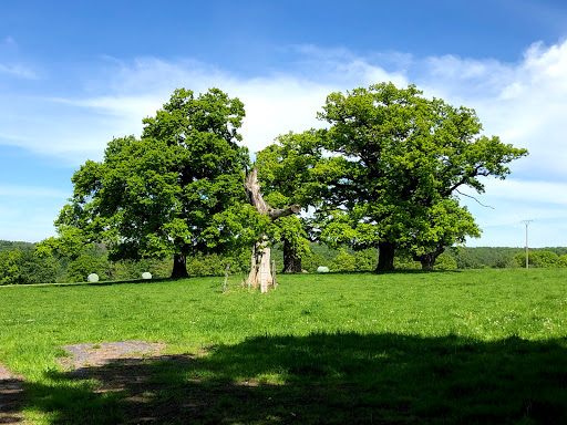 Naturdenkmal Huteeichengruppe - Thumbnail