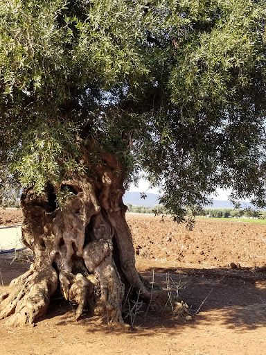 Arrivederci Puglia Travel - Thumbnail