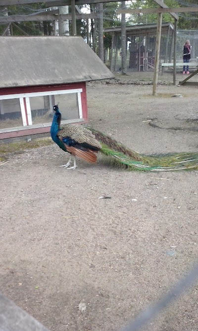 Photos of Heinola bird garden