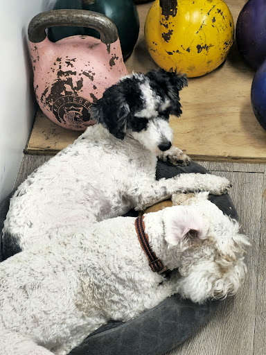 Paws 2 Help - Thumbnail