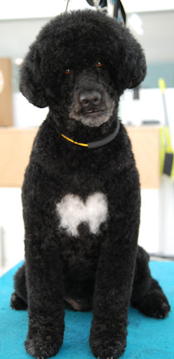 Zen Grooming - Thumbnail