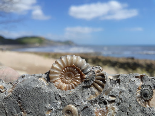 Jurassic Coast Guides