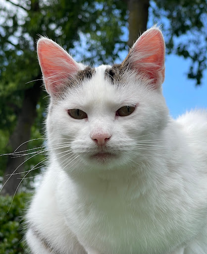 CatFuel - Visual