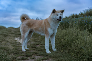 Photo n°25 de Elevage canin - akita inu - la montagne du grand est à Val de Livre (Éleveur de chiens)