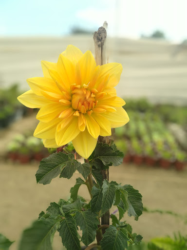 Vivero Nomar - Thumbnail