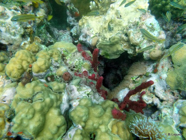 PPK Plongée Guadeloupe