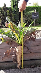 Photo n°5 de Chicorée Leroux à Orchies (Siège social)