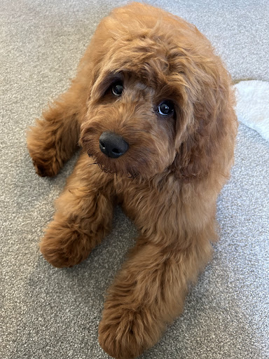 Posh Dog Pet Grooming - Thumbnail