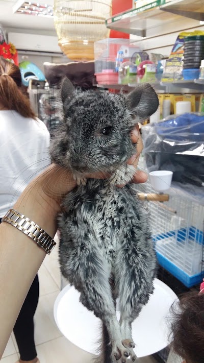 Photos of Selvatica Pet Store
