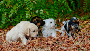 Photo n°26 de Domaine Pinsolle à Rivière-Saas-et-Gourby (Pension pour chats)