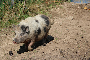 Photo n°28 de Ferme La contrée des minis à Hilbesheim (Ferme à visiter)