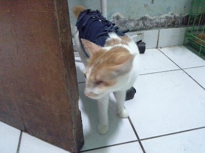 Photos of Airlangga University Veterinary Hospital Education