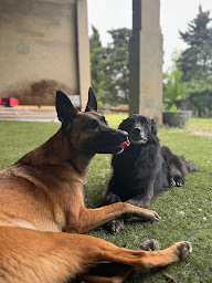 Photo n°4 de WOUF CAMP à Montréal (Dresseur pour chiens)
