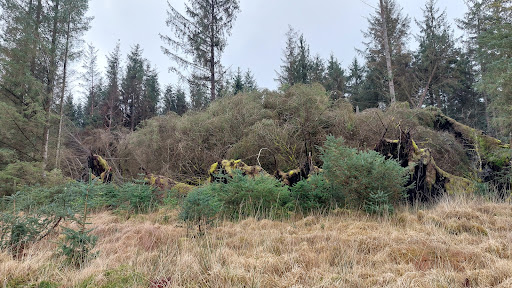 Kielder Water & Forest Park - Thumbnail