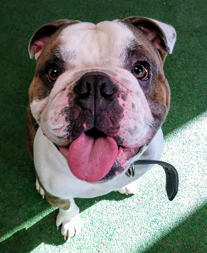 Paw Spa and Retreat at Shenandoah Veterinary - Thumbnail