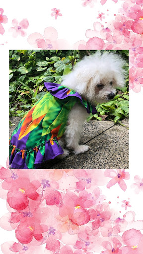 The Island Pooch - Thumbnail