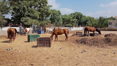 Photos of חוות סוסים עליזה