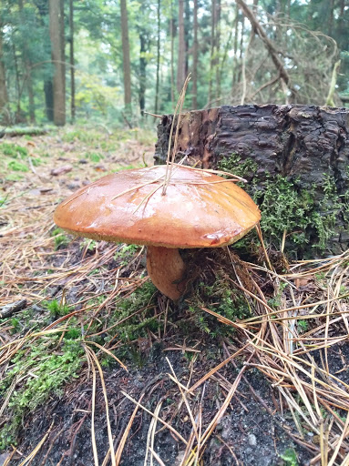 Westerrode - Thumbnail