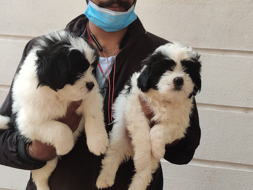 🐩 Lhasa apso puppy Available post image
