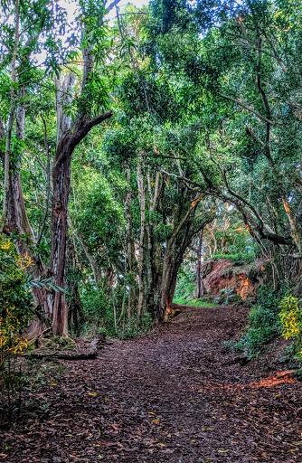 Trail head to Wyllie's Beach Logo