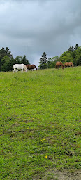 Photo n°3 de Al'o cheval - Médiation Equine à Langonnet (Centre de loisirs)