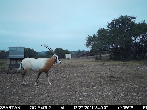P7 Ranch - Visual