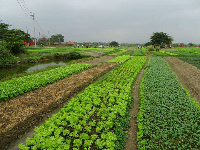 Vườn Hoa Chéo Đông Triều