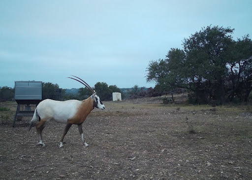 P7 Ranch - Visual