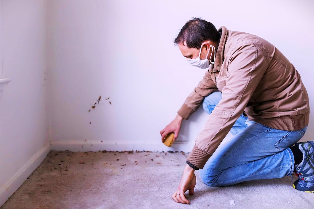 Evolu Mold Remediation photo