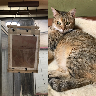 一般社団法人 グラビューハート Hyōgo 81 790 35 99 Japan