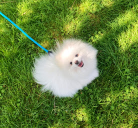 Photo n°12 de Le Chien Nous Parle à Le Perray-en-Yvelines (Dresseur d'animaux de compagnie)