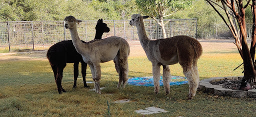 Alpaca Fresh - Visual