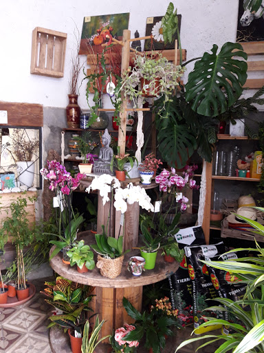 Florist La Plata - Thumbnail