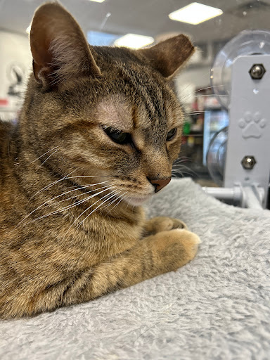 Alley Cat Cat Cafe - Thumbnail