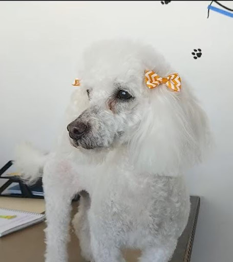 Estética Canina y Veterinaria Colitas Felices