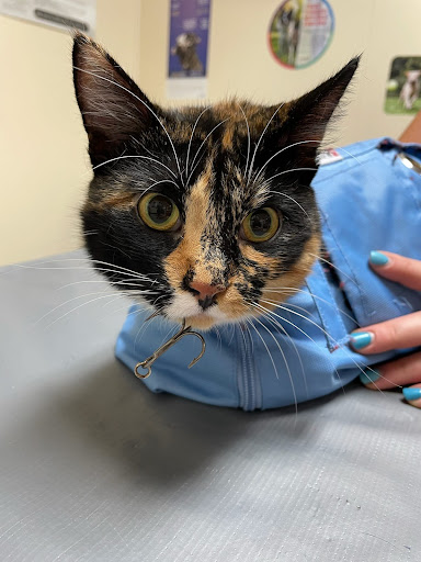 Kirksville Small Animal Hospital Gallery - United States