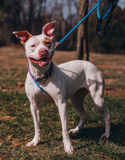 Delaware SPCA- Newark