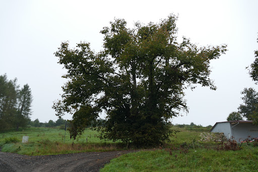 Federhoflinde - Visual