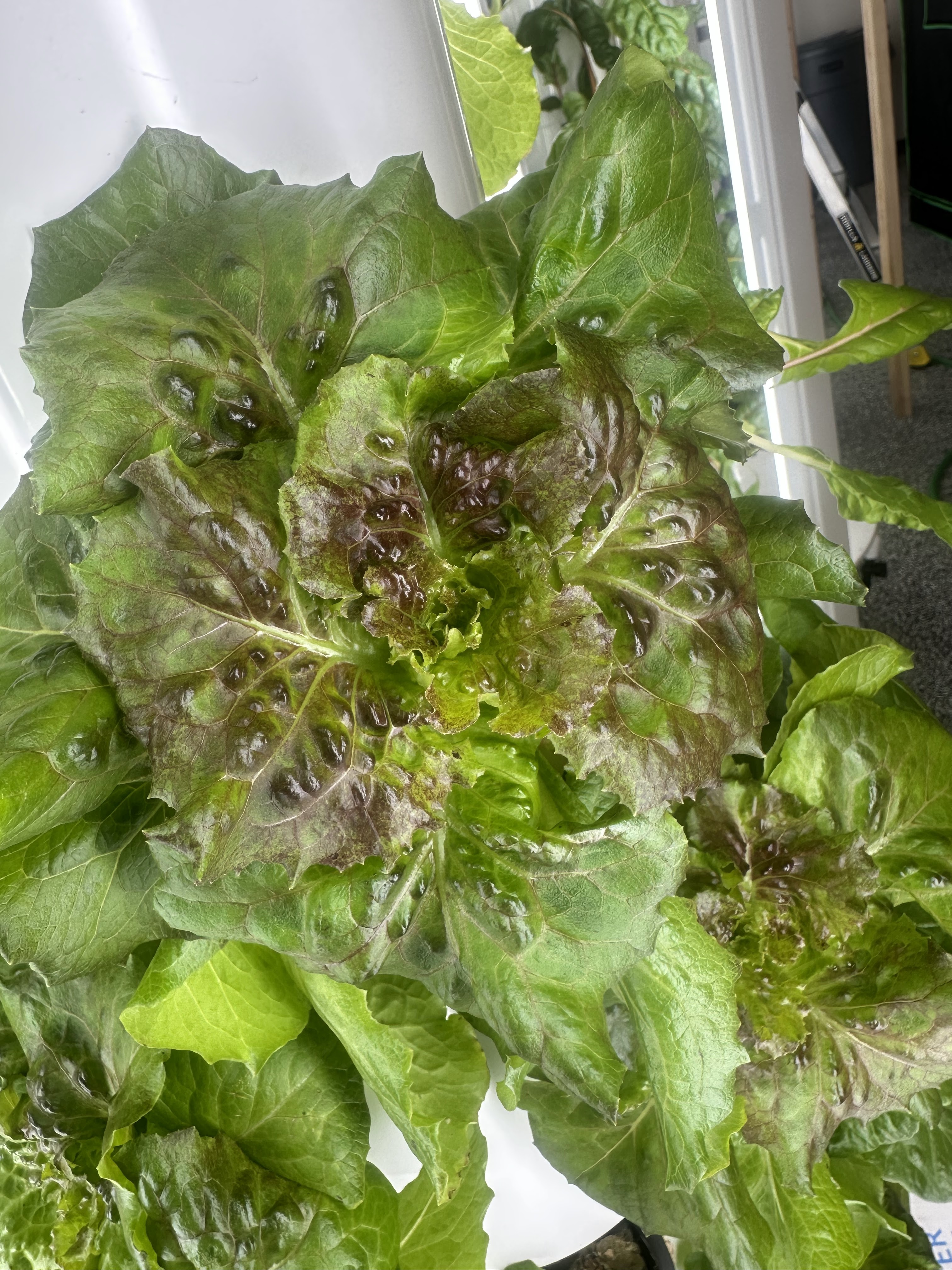 Growzone Farms LLC