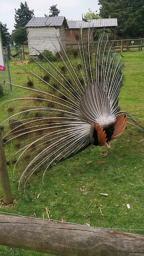 Comentarii opinii despre Parc de la Colline aux Oiseaux
