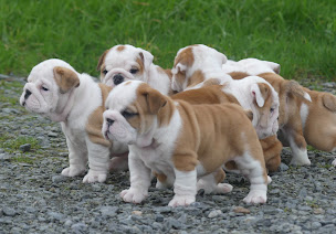 Photo n°1 de Land Van Mechelaar à Beaupréau-en-Mauges (Magasin de vitamines et compléments alimentaires)