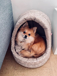 Photo n°4 de Capitaine Croquettes Saintes à Saint-Georges-des-Coteaux (Magasin)