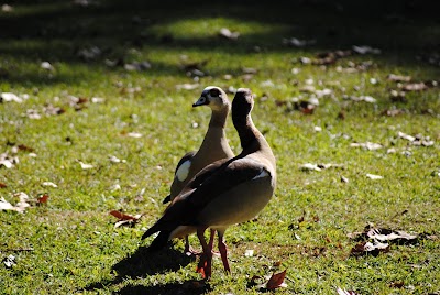 Photos of National Botanical Gardens - Pietermaritzburg