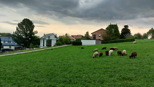 Weißling - Visual