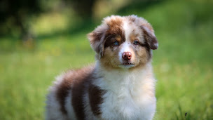 Photo n°1 de Domaine des Petits Bergers à Saint-Mars-de-Coutais (Éleveur de chiens)