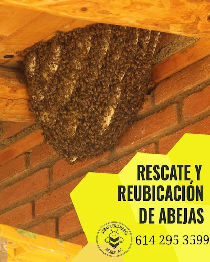RESCATE DE ABEJAS