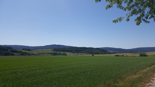 Der einsame Baum - Visual