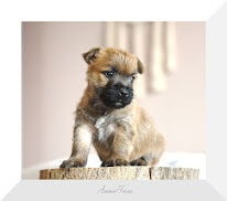 Elevage Des Louves De Toscane à Vron