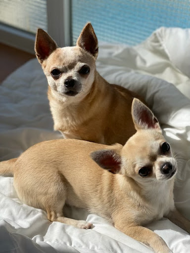 Ispevet Hospital veterinario 24h